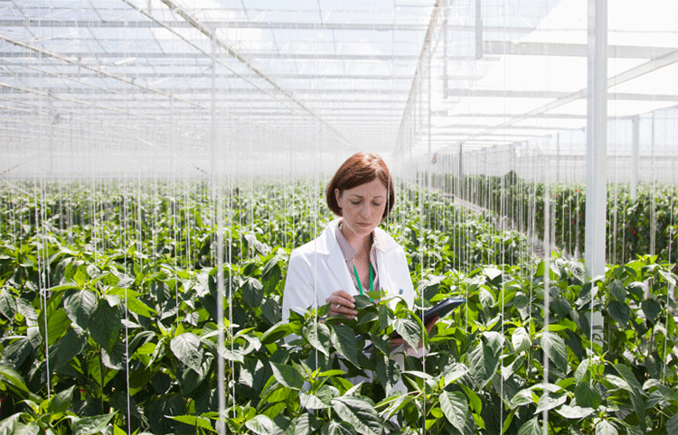 Lady with Crop