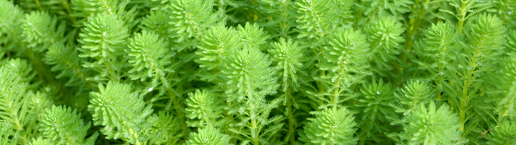 Milfoil; Myriophyllum; aquaticum