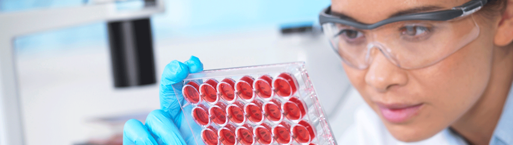 Scientist viewing a multiwell plate containing growth medium commonly used in biological research to maintain and grow cells.