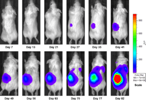 Figure 3a: Representative Images of Disease Progression – Vehicle Control