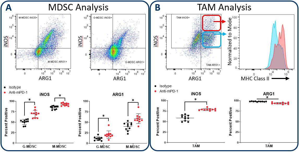 Figure 2. iNOS and arginase 1 analysis in MDSC and TAM subsets. 