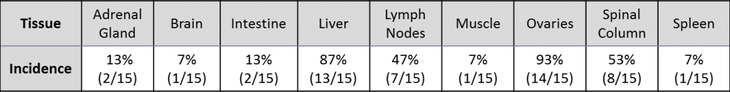 Table 1: Incidence of macroscopic tumor lesions in tissues from mice with C1498-Luc-mCherry AML tumors.