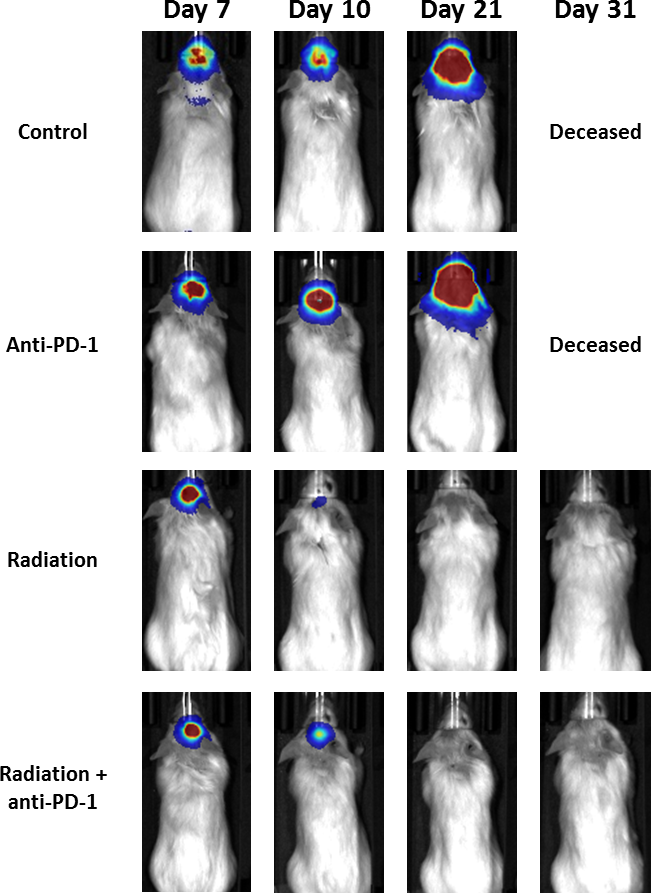 Fig. 2: Orthotopic GL261-luc: Representative BLI Images Over Time