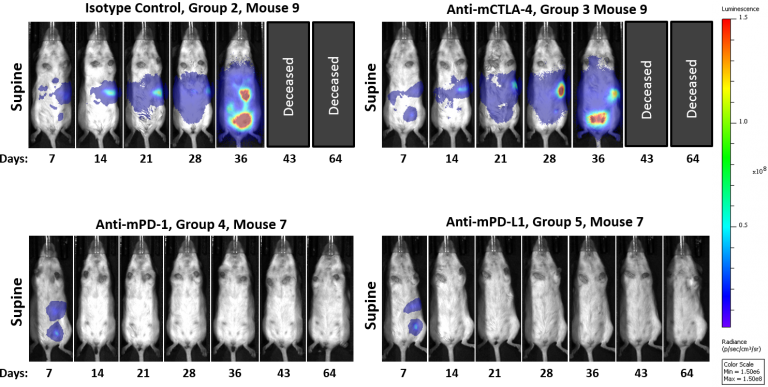 Fig. 2: Intraperitoneal ID8-luc: Representative BLI Images Over Time