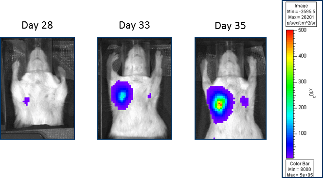 Fig 3: MDA-MB-231-luc-D3H2LN Mammary Fat Pad Orthotopic Implant – Lymph Nodes