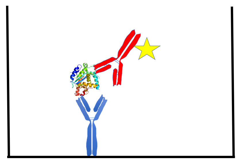 Figure 1. The sandwich ELISA. 