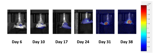 Image 2: PC-9-Luc Representative Images of Metastatic Brain Disease Progression