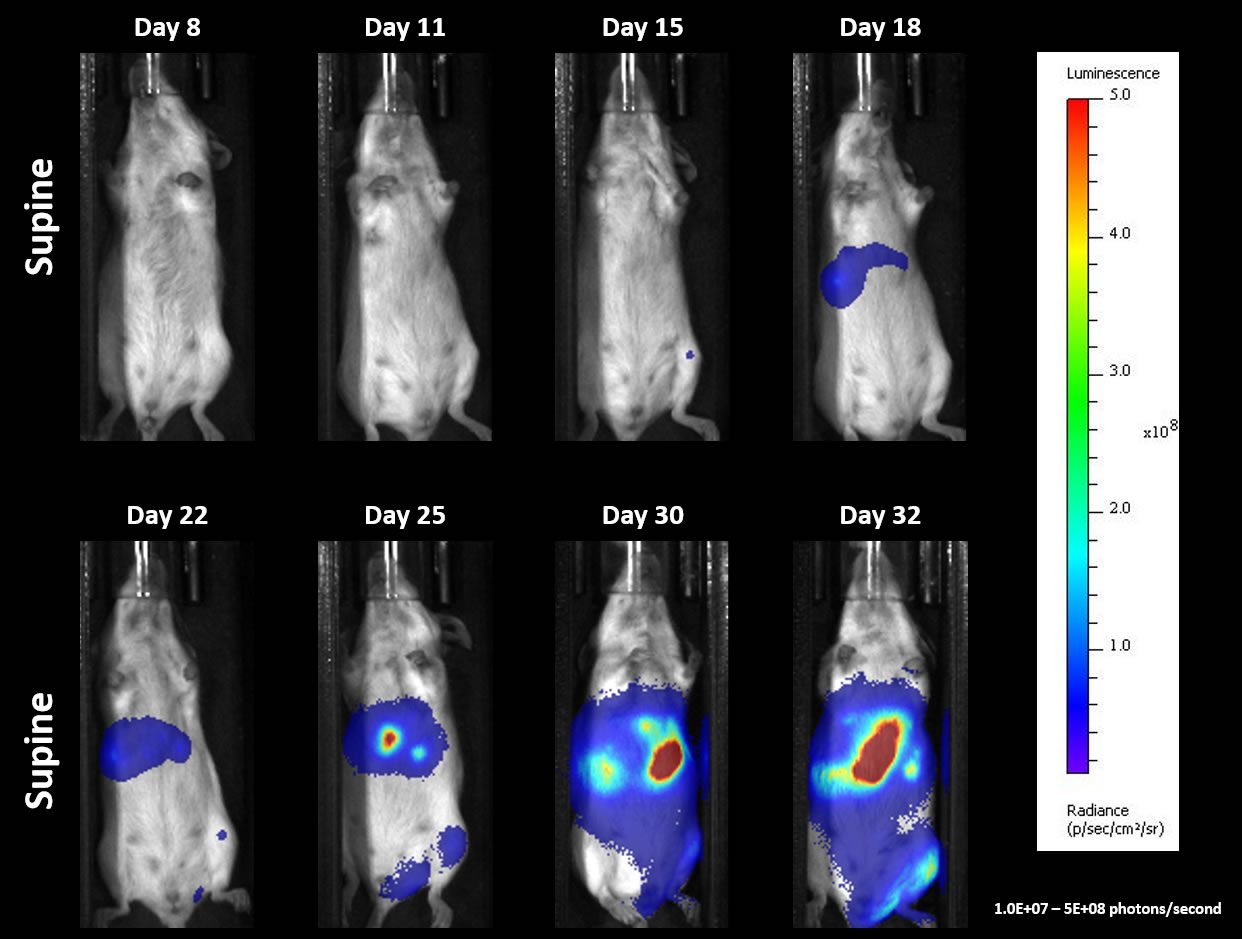 Fig. 4: Systemic A20-Luc – Representative BLI Images Over Time