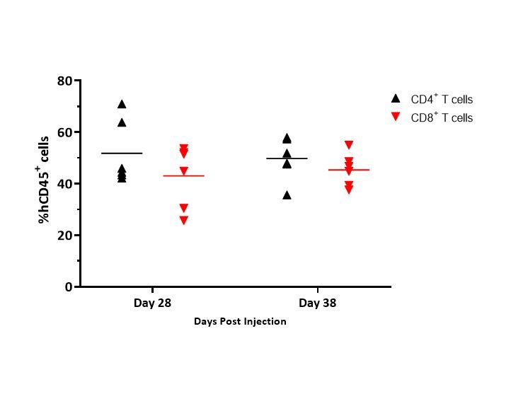 Figure 4. Engraftment of hCD4 + and hCD8+ T cells (as a % of hCD45+ cells) detected in whole blood from MiaPaCa-2-bearing NSG mice administered hPBMCs from Donor 1.